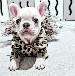 Nicovaer Animal Print Dog Puppy Dress